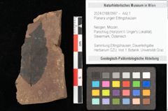Foto (Objekt + Etikett) von Planera ungeri Ettingshausen (NHMW-GEO-2024-0188-0997)